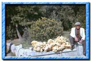 Sponge seller at the acropolis